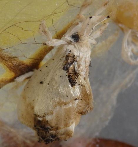 Minacraga sp.